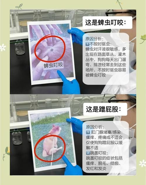 内部寄生虫在哪下载 快速获取资源教程与步骤