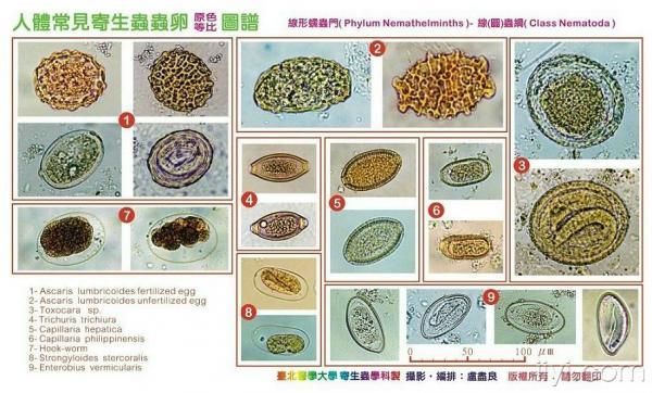 内部寄生虫在哪下载 快速获取资源教程与步骤
