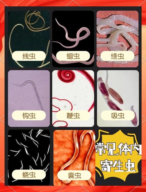 内部寄生虫官网问答 关于寄生虫的常见问题解答