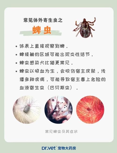 内部寄生虫最新版本常见问题解答与建议