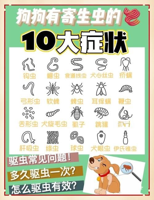 内部寄生虫最新版本常见问题解答与建议