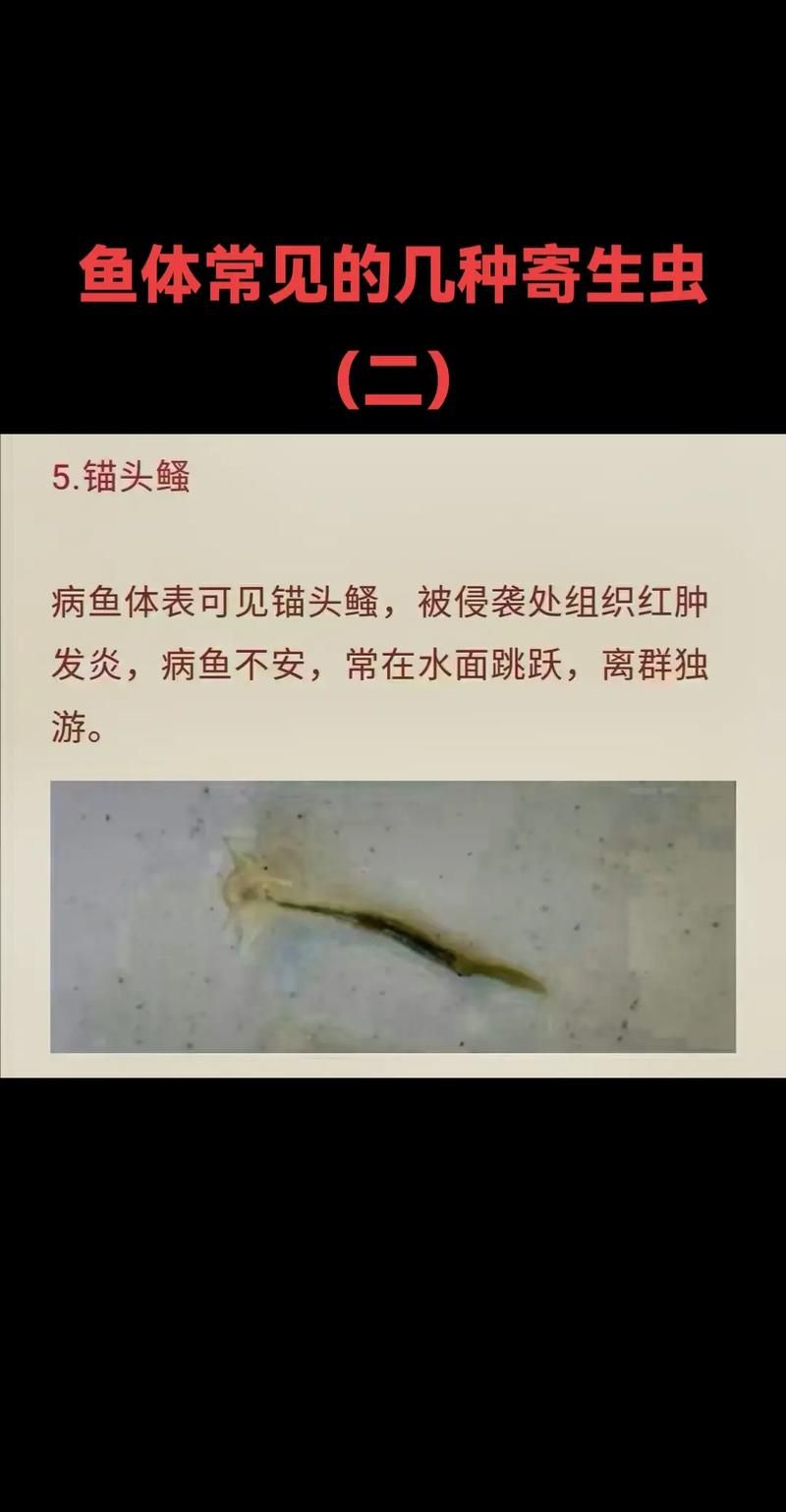 内部寄生虫版本大全 常见类型及症状一览表