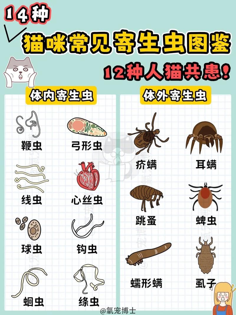 内部寄生虫版本大全 常见类型及症状一览表