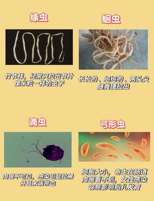 内部寄生虫版本大全 常见类型及症状一览表