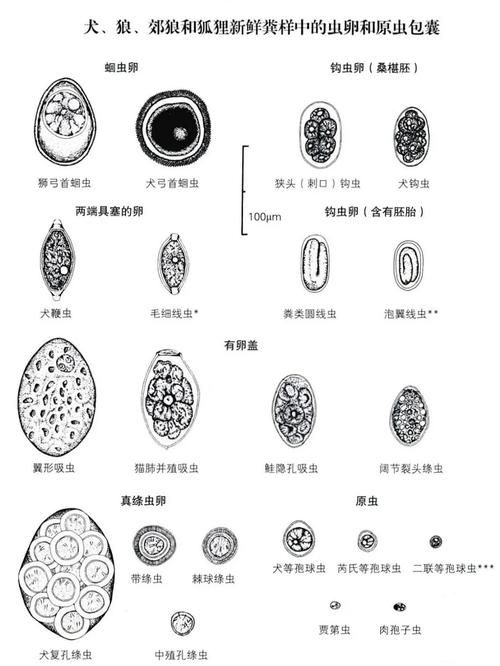 内部寄生虫版本大全 常见类型及症状一览表
