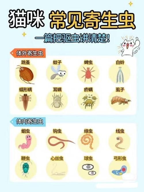 内部寄生虫版本大全 常见类型及症状一览表