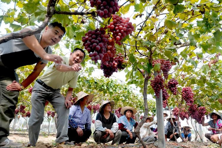 农民的追求官方网站上线 分享农村故事与致富经验