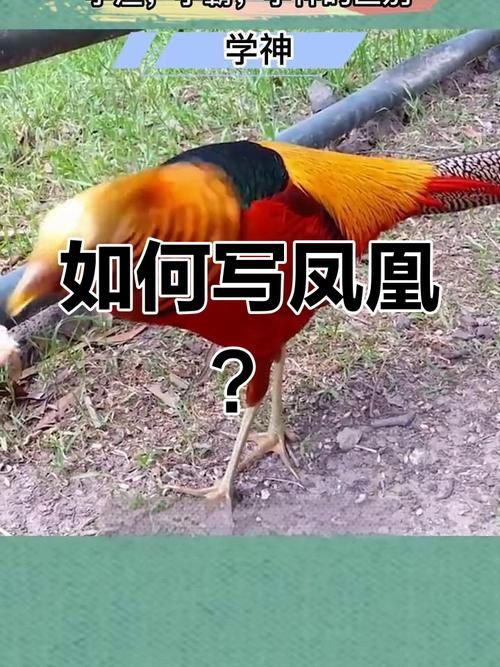 凤凰最新版本和旧版对比哪个更好用