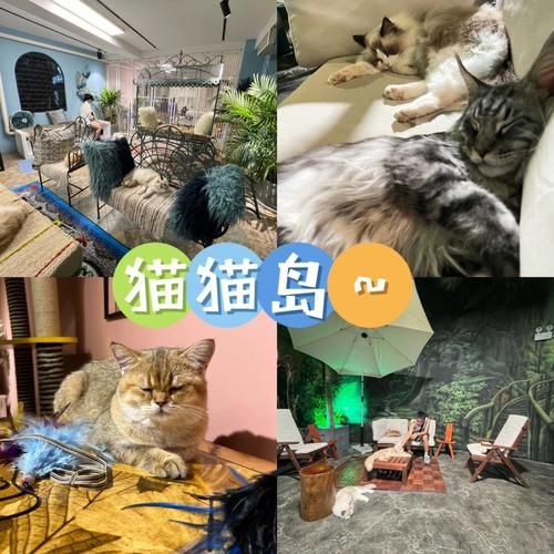 喵喵岛2安卓和iOS区别 哪个版本更好玩更流畅