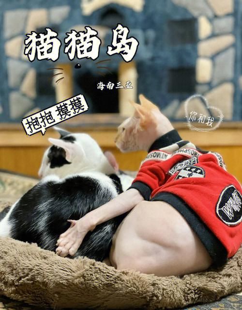 喵喵岛3安卓汉化版攻略 中文版玩法技巧大全
