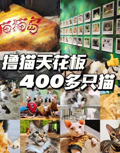 喵喵岛3官网攻略大全新手必看快速通关技巧