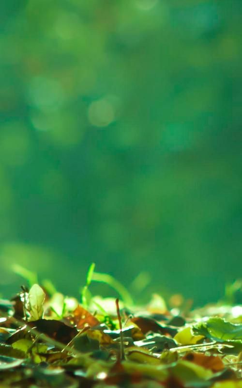 四季下载地址大全 手机电脑都能用