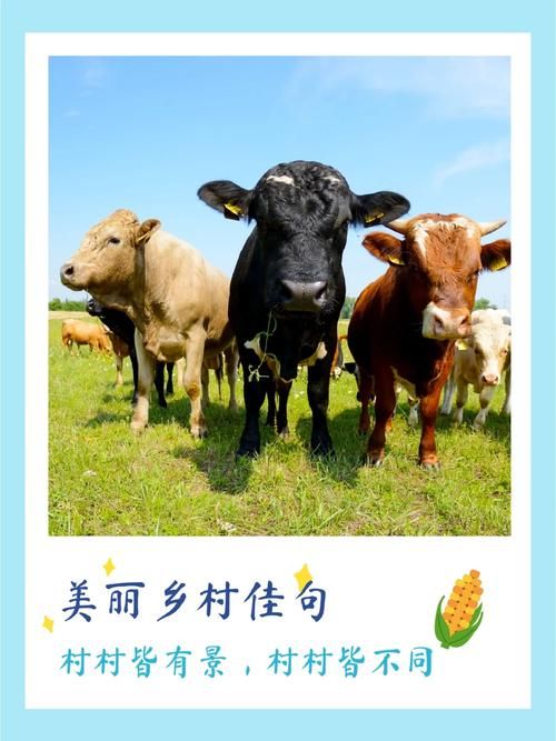 回到农村下载地址大全 免费资源轻松下载