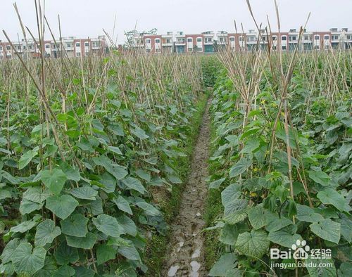 回到农村在哪下载快 最新官方正版下载渠道推荐