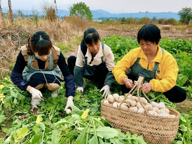 回到农村官方正式版下载最新版安装包免费获取