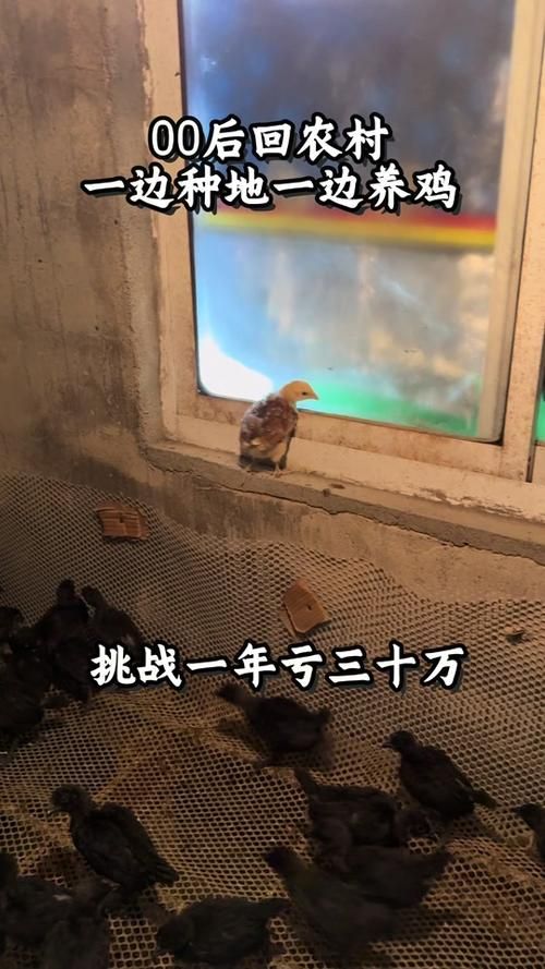 回到农村游戏介绍新手必看玩法攻略 回到农村游戏介绍新手必看玩法攻略