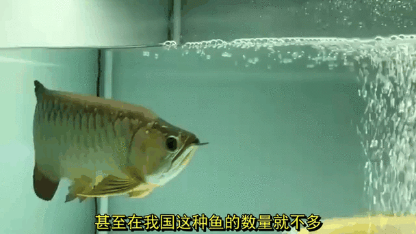 土豪的假日消遣大全 这些玩法让你大开眼界