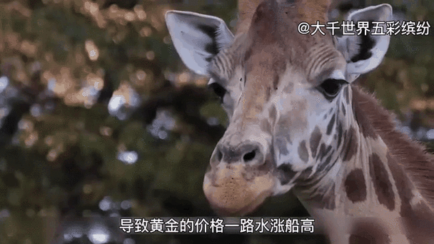 土豪的假日消遣大全 这些玩法让你大开眼界