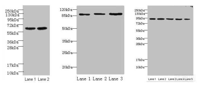 埃尔多利亚如何下载 常见问题解决方法大全 埃尔多利亚如何下载 常见问题解决方法大全