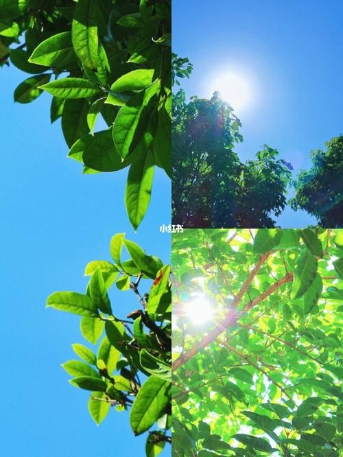 夏日炎炎下载地址分享 最新高清资源一键获取