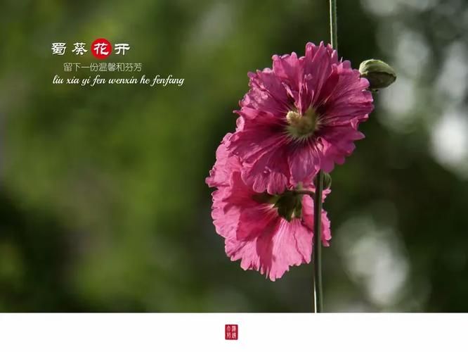 夏日芬芳下载地址大全 高清版本免费下载