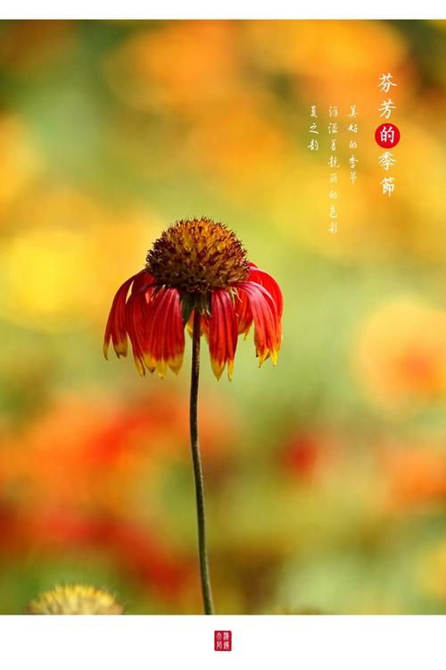 夏日芬芳下载地址大全 高清版本免费下载