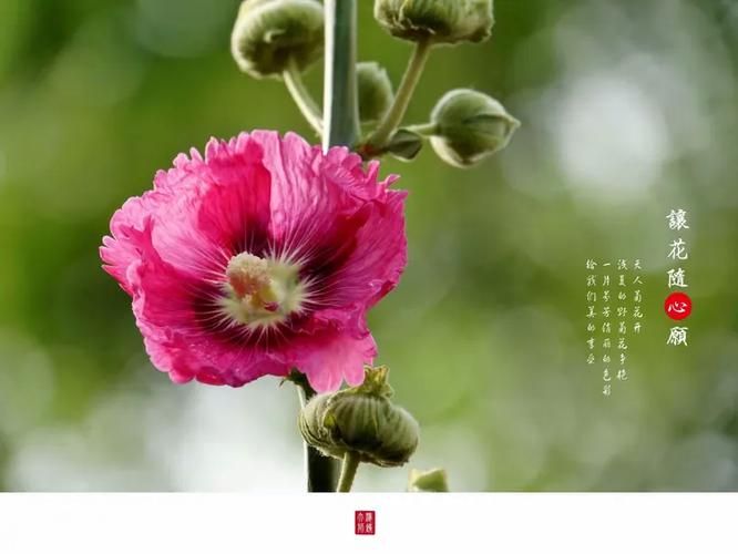 夏日芬芳下载地址大全 高清版本免费下载