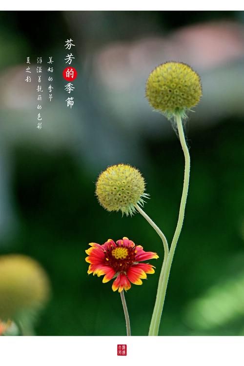 夏日芬芳下载地址大全 高清版本免费下载