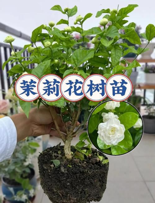 夏日芬芳下载步骤 简单几步完成夏日芬芳下载