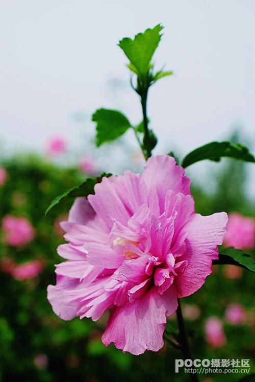 夏日芬芳在哪下载 手把手教你快速安装 夏日芬芳在哪下载 手把手教你快速安装