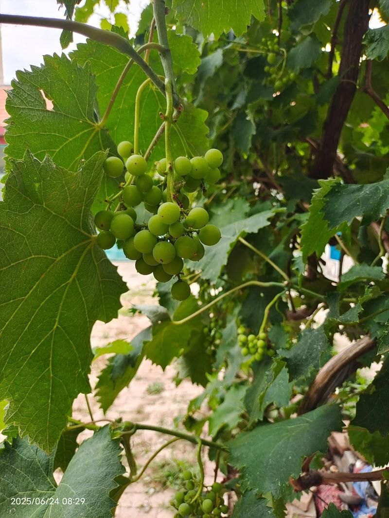 夏日芬芳在哪下载 手把手教你快速安装 夏日芬芳在哪下载 手把手教你快速安装