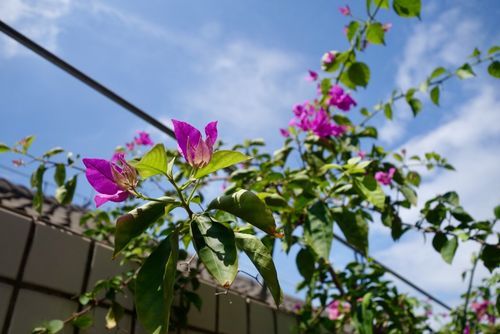 夏日芬芳在哪下载 手把手教你快速安装 夏日芬芳在哪下载 手把手教你快速安装