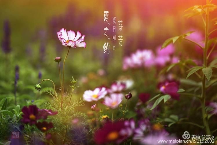 夏日芬芳在哪下载 手把手教你快速安装 夏日芬芳在哪下载 手把手教你快速安装