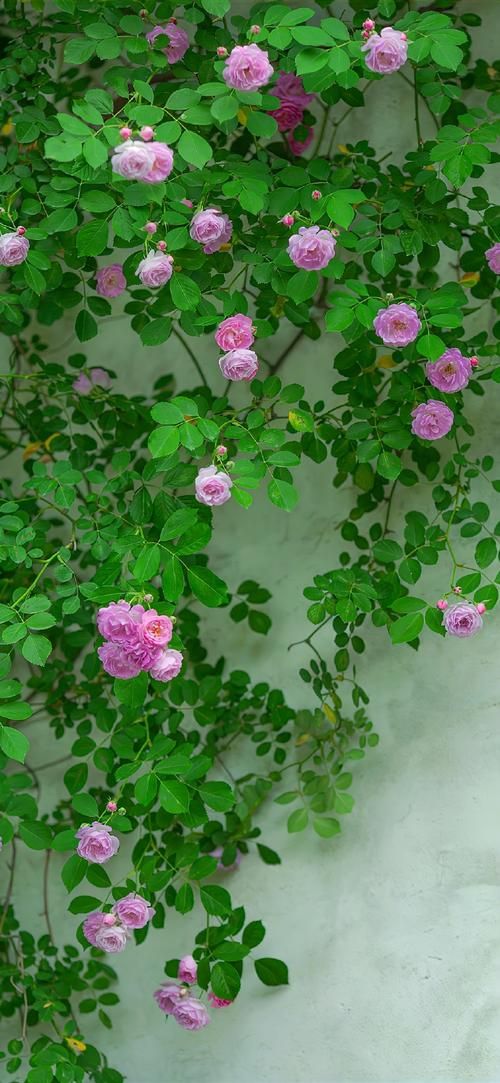 夏日芬芳安卓版下载 清新夏日必备手机应用推荐
