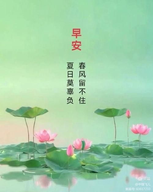 夏日芬芳安卓版下载 清新夏日必备手机应用推荐