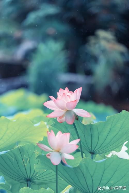 夏日芬芳安卓版下载 清新夏日必备手机应用推荐