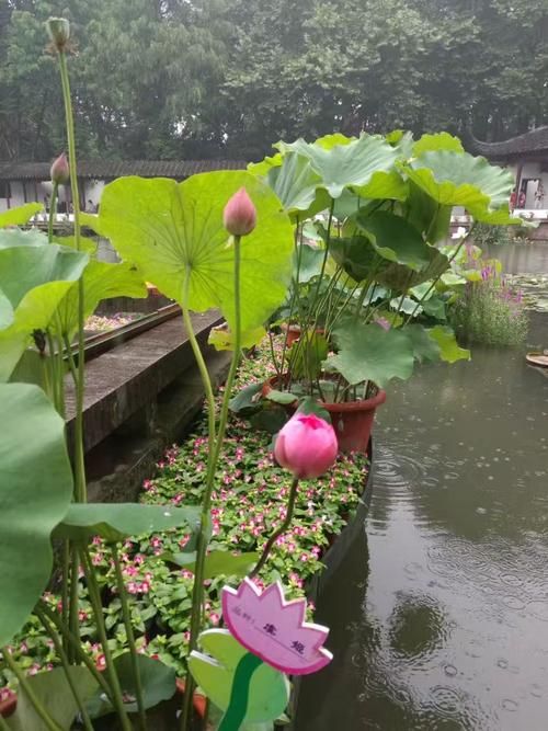 夏日芬芳安卓版下载 畅玩清新夏日花园游戏