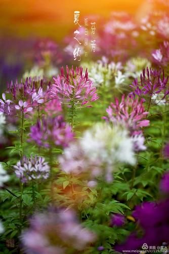 夏日芬芳官方正式版下载最新版体验评测报告 夏日芬芳官方正式版下载最新版体验评测报告