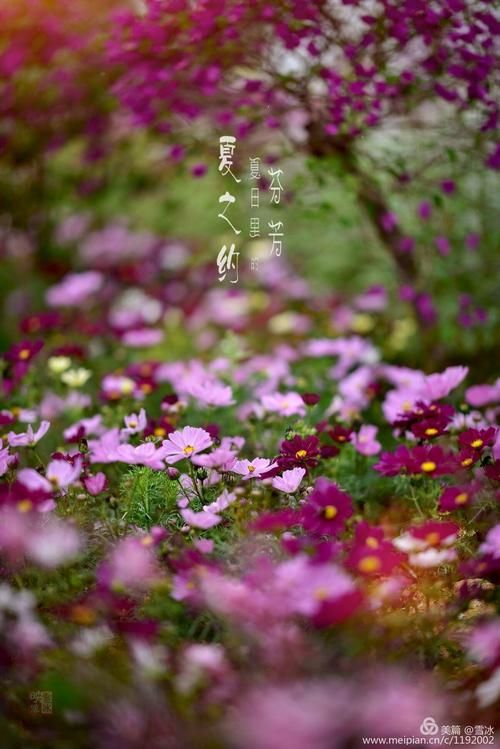 夏日芬芳官方正式版下载最新版体验评测报告 夏日芬芳官方正式版下载最新版体验评测报告