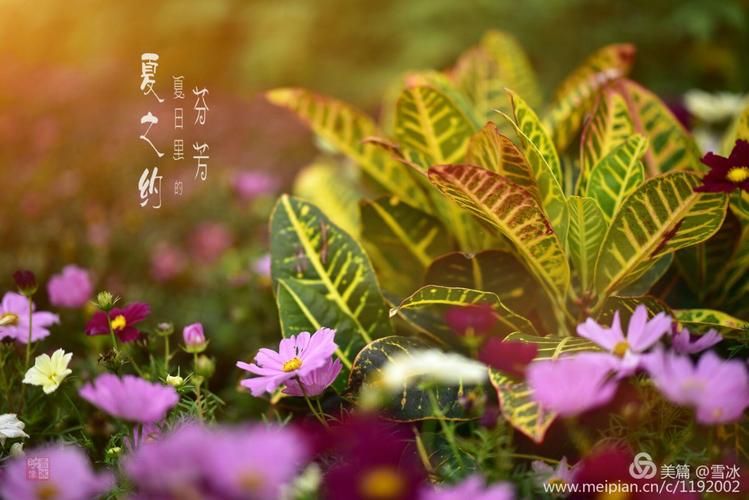 夏日芬芳官方正式版下载最新版体验评测报告 夏日芬芳官方正式版下载最新版体验评测报告