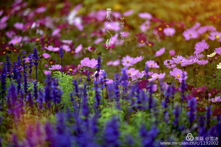 夏日芬芳官方正式版下载最新版体验评测报告 夏日芬芳官方正式版下载最新版体验评测报告