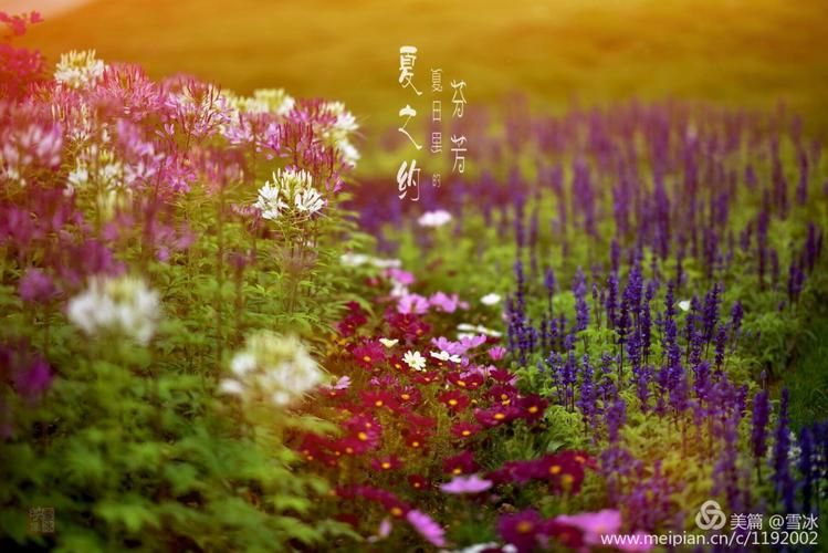 夏日芬芳官方正式版下载最新版体验评测报告 夏日芬芳官方正式版下载最新版体验评测报告