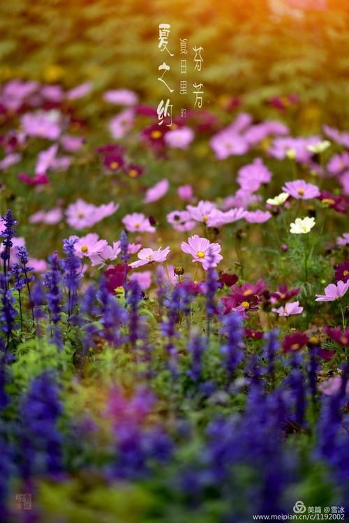 夏日芬芳官方正式版下载最新版体验评测报告 夏日芬芳官方正式版下载最新版体验评测报告