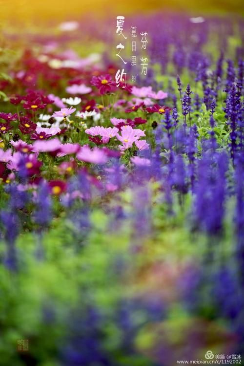 夏日芬芳官方正式版下载最新版体验评测报告 夏日芬芳官方正式版下载最新版体验评测报告