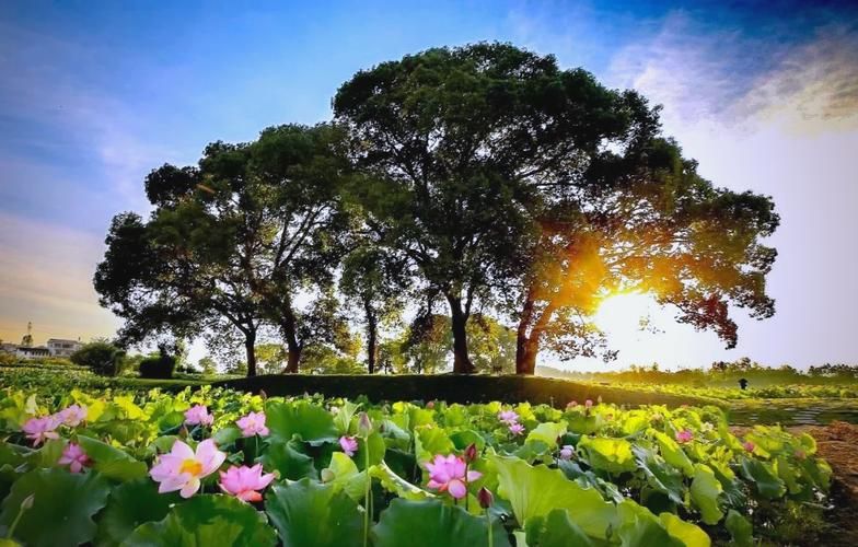 夏日芬芳最新旅游胜地 花香四溢的避暑好去处