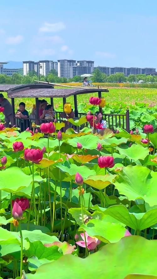 夏日芬芳最新旅游胜地 花香四溢的避暑好去处