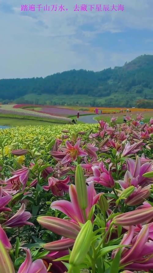 夏日芬芳最新旅游胜地 花香四溢的避暑好去处