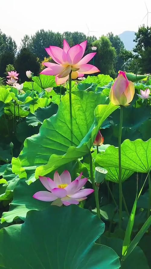 夏日芬芳最新旅游胜地 花香四溢的避暑好去处