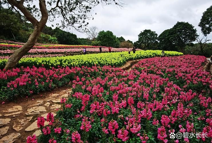夏日芬芳最新旅游胜地 花香四溢的避暑好去处