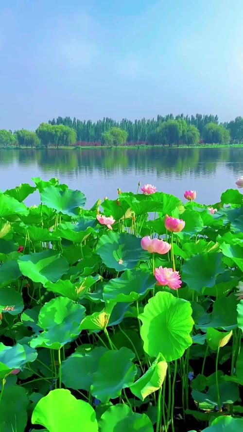 夏日芬芳最新旅游胜地 花香四溢的避暑好去处
